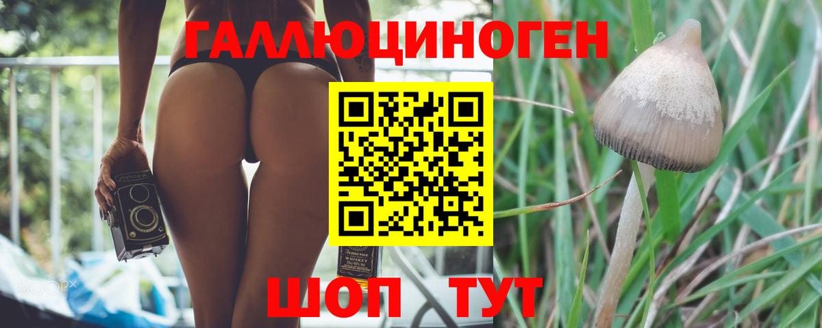 Галлюциногенные грибы Psilocybe Среднеуральск